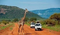 Tsavo national park