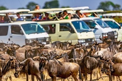 Vehicles surrounding blue wildebeest